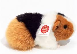 Cobayas Hermann Teddy Tricolor - 20 cm